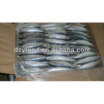 best price whole round frozen pacific horse mackerel